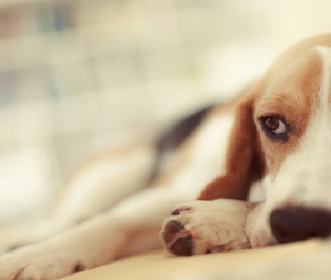 ການຮັບຮູ້ແລະການຄຸ້ມຄອງ Canine Parvovirus ໃນຫມານ້ອຍ