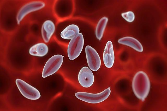 ເຂົ້າໃຈການຕິດເຊື້ອ toxoplasma Gondii ໃນແມວແລະຫມາ: ອາການ, ການບົ່ງມະຕິ, ແລະການຮັກສາ
