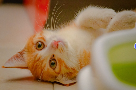 Babio Feline Wheelmin / Canine HeartMy Hishen (FCHINE AGLE): ຄວາມຖືກຕ້ອງ, ວ່ອງໄວ, ໄວ, ແລະມີຄວາມຫນ້າເຊື່ອຖື