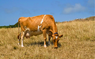 ການຊອກຄົ້ນຫາການຖືພາຂອງ Bovine ໃນຕອນຕົ້ນໆກັບຊຸດທົດລອງໃຊ້ fluoRescence ຂອງ Babio
