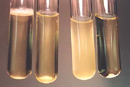 Babio ເປີດຕົວນ້ໍາຕົ້ມນ້ໍາຕົ້ມສະຫມອງສູງສໍາລັບຈຸລິນຊີທົ່ວໂລກ