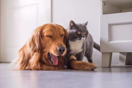 Babio ເປີດຊຸດ Toxo AB ສໍາລັບການຊອກຄົ້ນຫາ antibood ຢ່າງໄວວາໃນສັດລ້ຽງ