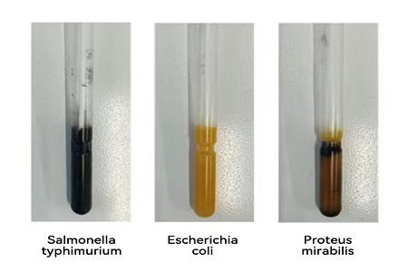 Babio ເປີດຕົວຂະຫນາດກາງການຂົນສົ່ງທີ່ມີຜົນງານສູງ (SS) ສໍາລັບການໂອນຕົວຢ່າງຂອງໂລກ Microbial Global ທີ່ຫນ້າເຊື່ອຖື
