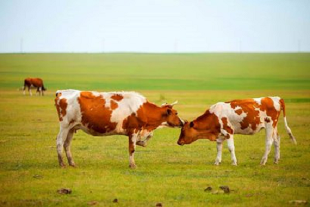 BABIO ແນະນໍາຊຸດທົດສອບທີ່ມີຄວາມອ່ອນໄຫວສູງ bovine ສໍາລັບການລ້ຽງງົວທີ່ທັນສະໄຫມ