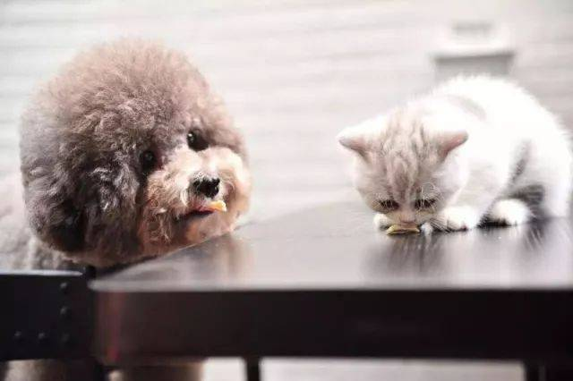 Babio Biotech ເປີດຕົວຊຸດທົດສອບສັດລ້ຽງຂັ້ນສູງສຳລັບການວິນິດໄສທີ່ຖືກຕ້ອງ