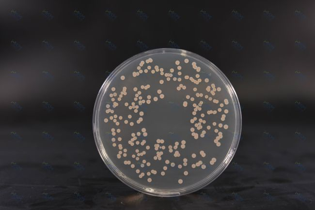 Brain Heart Infusion Agar: ທາດອາຫານທີ່ອຸດົມໄປດ້ວຍສານອາຫານສຳລັບວັດທະນະທໍາແບັກທີເລຍ